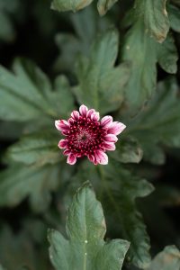 Arcadia Chrysanten-43